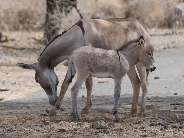 <h3><a href="/trips/tanzania/biota/animalia/chordata/mammalia/perissodactyla/equidae/equus asinus/equus asinus-nl.html">Equus&nbsp;asinus</a> / Ass / Ezel</h3>OM-1 Mark II met OLYMPUS M.150-400mm F4.5 TC, 1/2000 sec  bij F5.6, ISO 800, afstand 23.9&nbsp;m